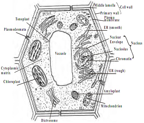 Cell | Homework Help | Assignment Help | Cell Biology